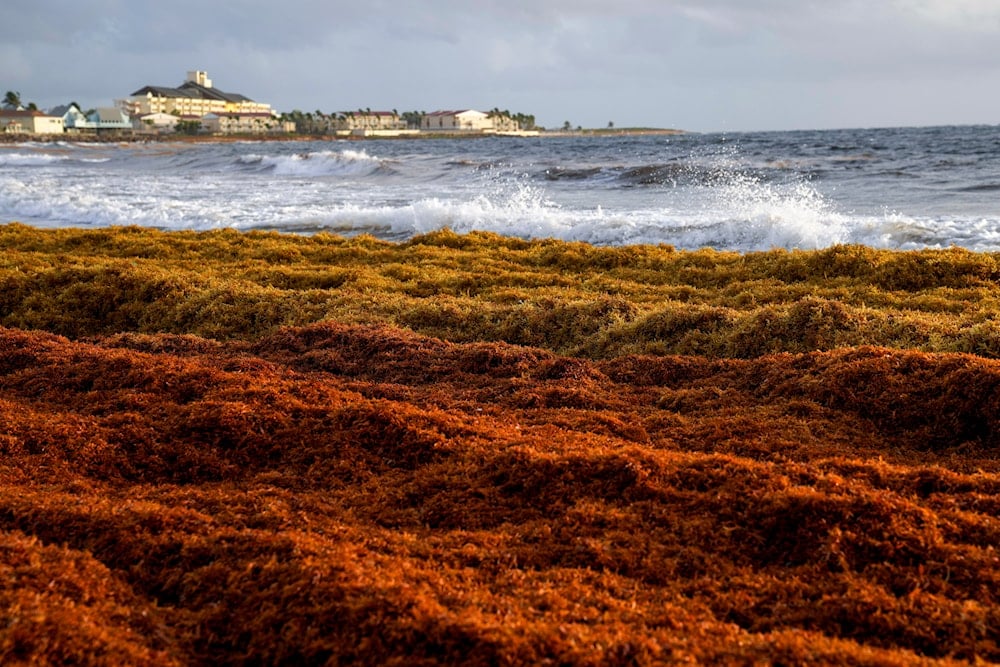 Spanish beaches overwhelmed by invasive seaweed crisis