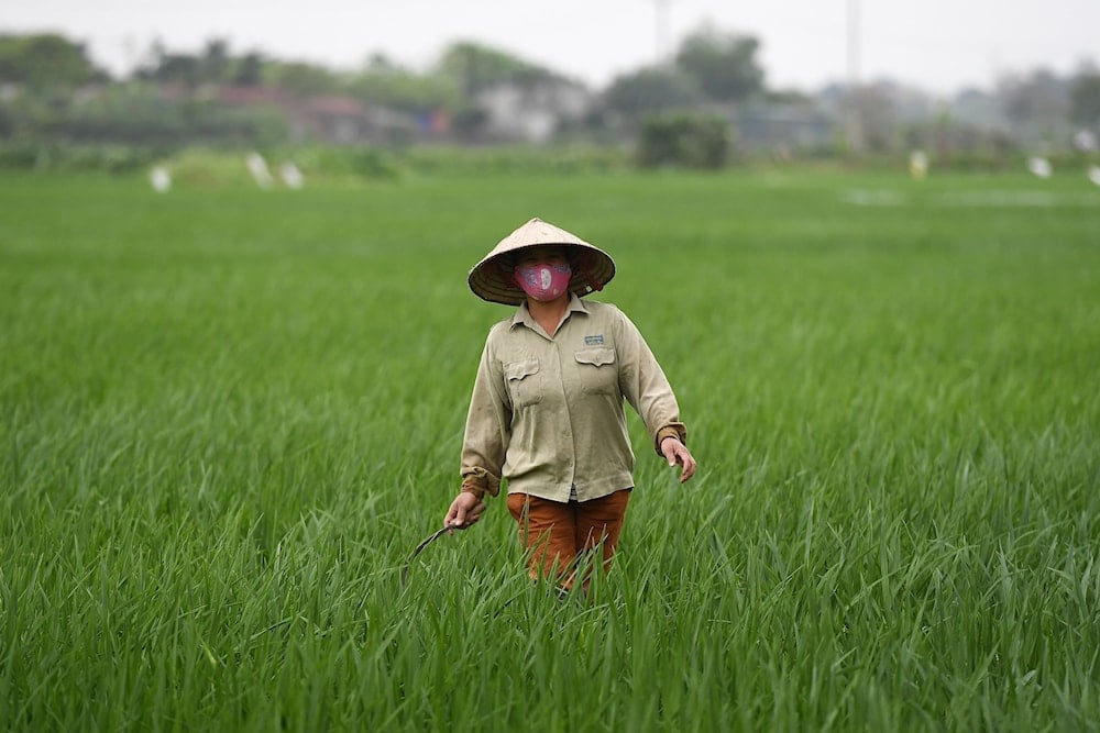 A farmer walks through a rice paddy in Hanoi in an undated photo. (AFP)