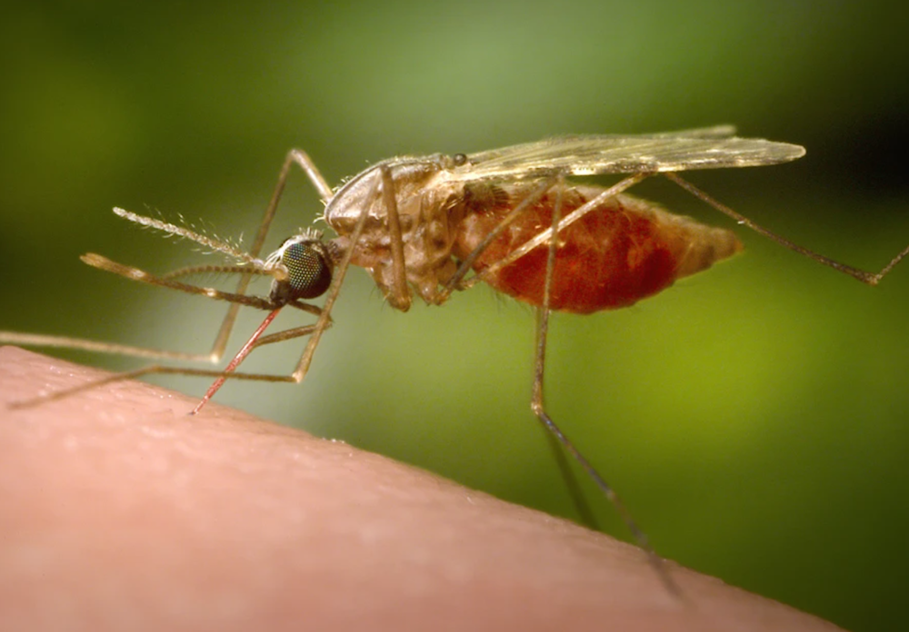 Experts warn Dengue fever outbreak surge driven by climate change