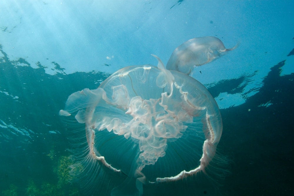 Moon jellyfish are shown, Saturday, July 30, 2011 off the shores of Pompano Beach, Fla. (AP Photo/Wilfredo Lee)