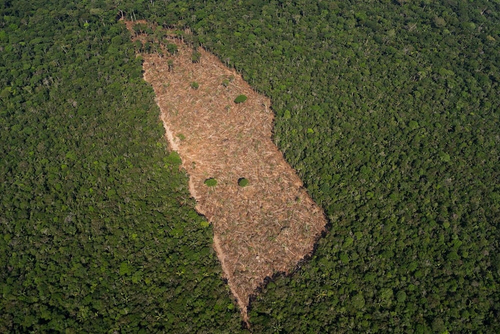 Study links deforestation to over half a million deaths