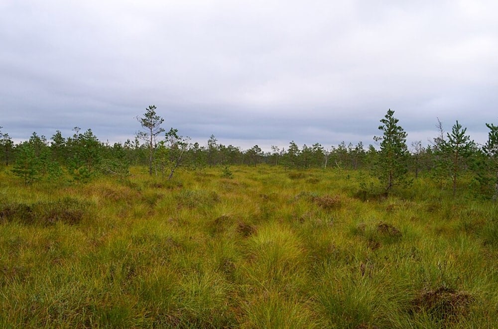 A swamp located in Varėna District Municipality, south of Marcinkonys village and north of Kotra River, which flows along the Belarus–Lithuania border