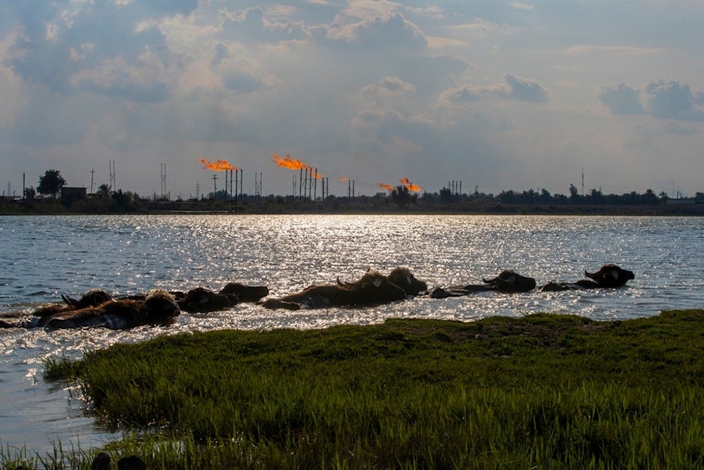 China's independent oil firms push into Iraqi giants-dominated market