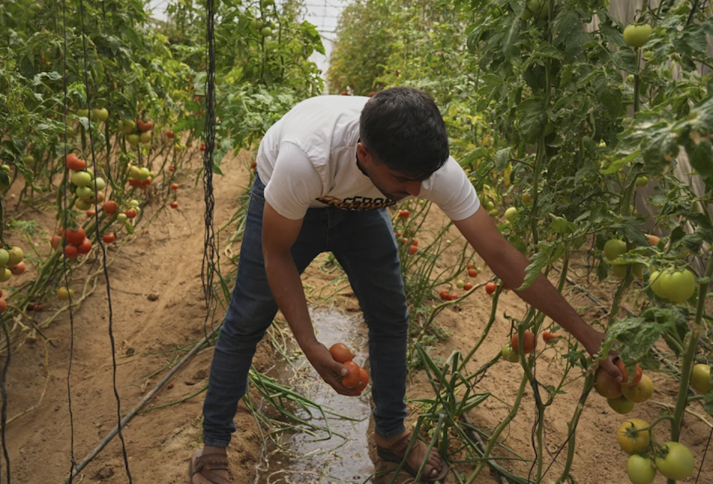 UN claims only 8.6% of Gaza’s cropland is still accessible  