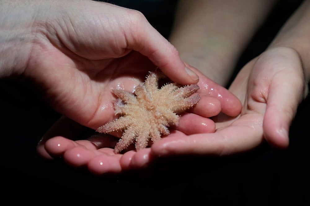 Scientists trace Pacific sea star die-off to bacterial outbreak