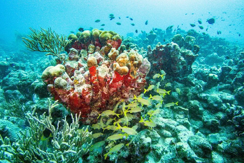 A school of grunt fish swims under a piece of coral at a coral reef off the coast of Aruba on May 13, 2024. (Joseph Prezioso/AFP via Getty Images)