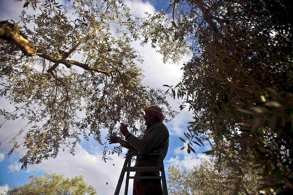 'Israel' moves to raze 200 dunams of Palestinian farmland