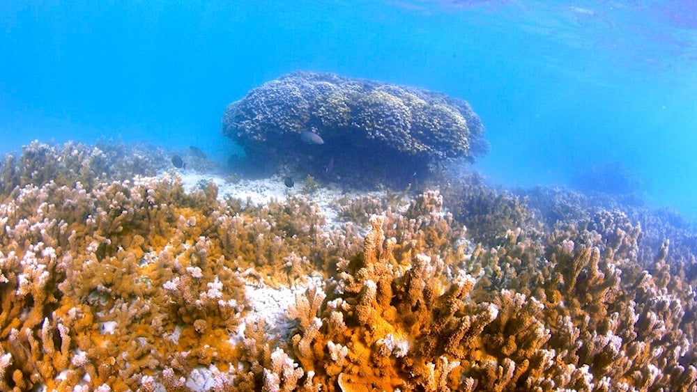Australia warned of deadly climate risks in landmark report