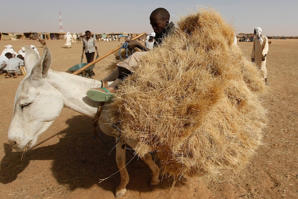 A Sudanese refugee youth rides his donkey loaded with fodder at the main market during day four of the elections in Sudan at the refugee camp of Abou Shouk at the outskirts of the Darfur town of el Fasher, Sudan Wednesday, April 14, 2010 (AP)